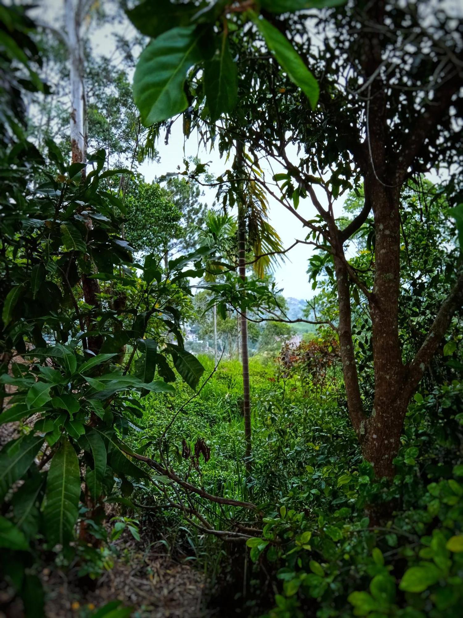 New Rose Villa Bandarawela 엘라 외부 사진
